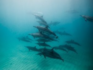 A Pod of Hawaiian Spinner Dolphins